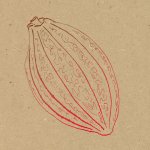 Bio e Cacao
